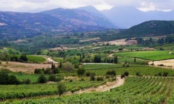 Article Nemea Wineland