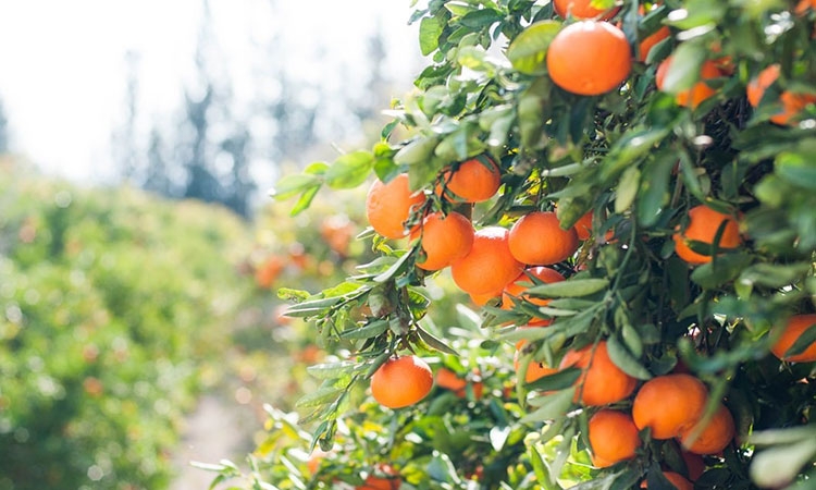 Nafplio orange trees, αγαπημένες γεύσεις Αργολίδας, favorite local tastes of Argolis, Argolis oranges, πορτοκάλια Αργολίδας