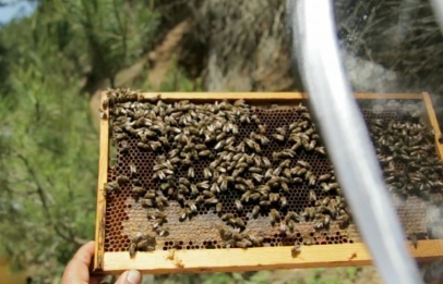 Listing Beekeeping, Μελισσοκομία